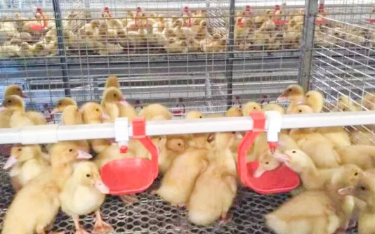 養鴨場老板：熱泵供暖溫度高，費用比燒煤還??！